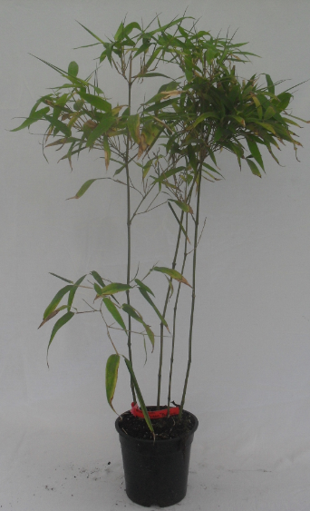 Phyllostachys Atrovaginata 2.5 л. высота 40/60 см. 224.00 грв
